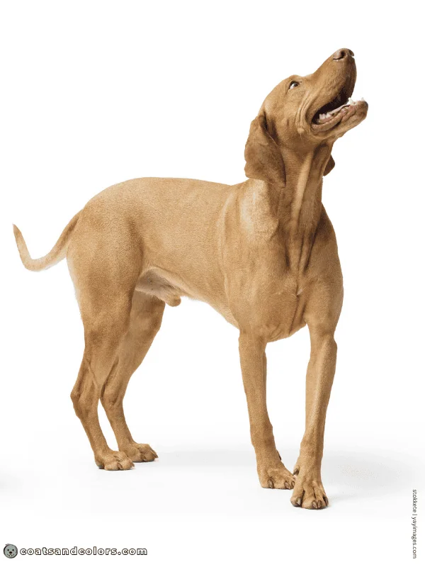 coatsandcolors.com Vizsla Colors intensity sandy