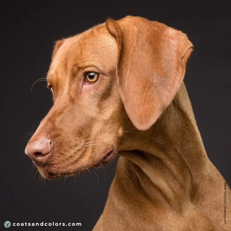 coatsandcolors.com Vizsla Colors nose color 1