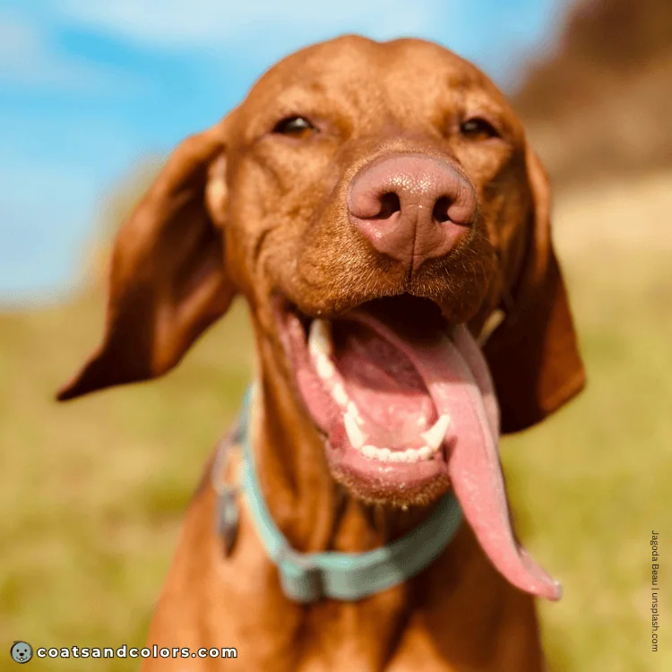 coatsandcolors.com Vizsla Colors nose color 2b