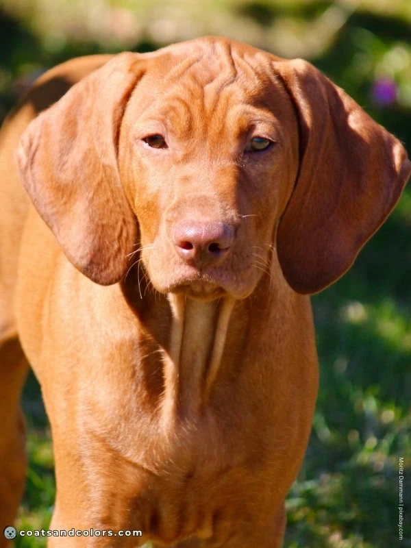 coatsandcolors.com Vizsla Colors orange puppy nose brown