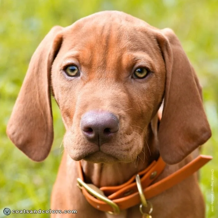 coatsandcolors.com Vizsla Colors puppy nose blue