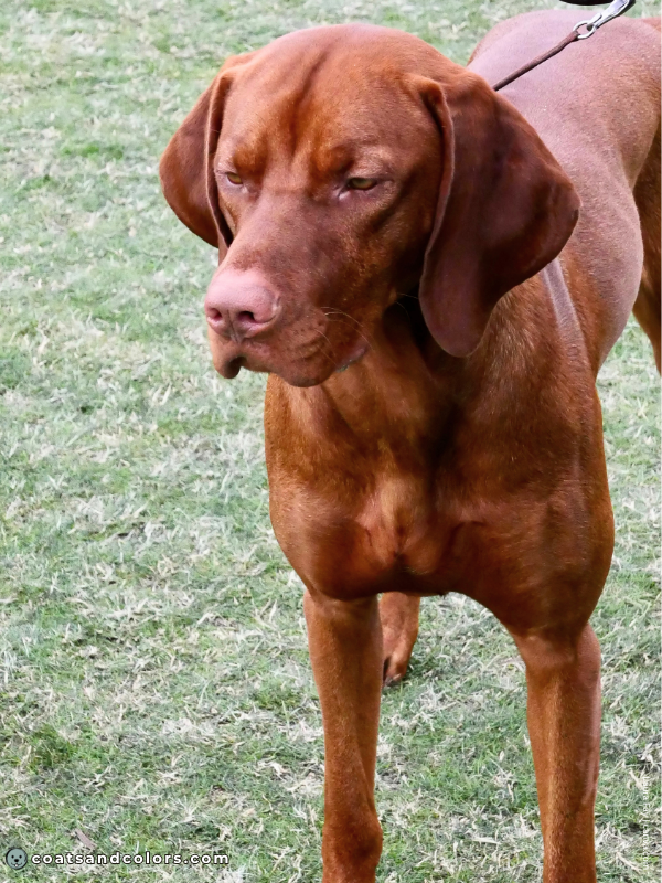 coatsandcolors.com Vizsla Colors red 1