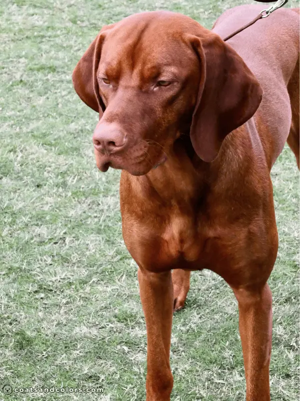 coatsandcolors.com Vizsla Colors red 1