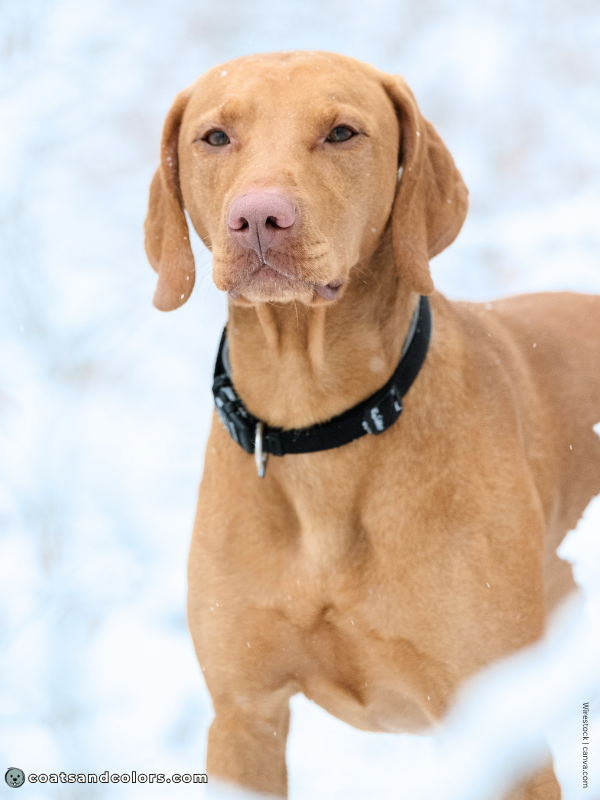 coatsandcolors.com Vizsla Colors sandy 2