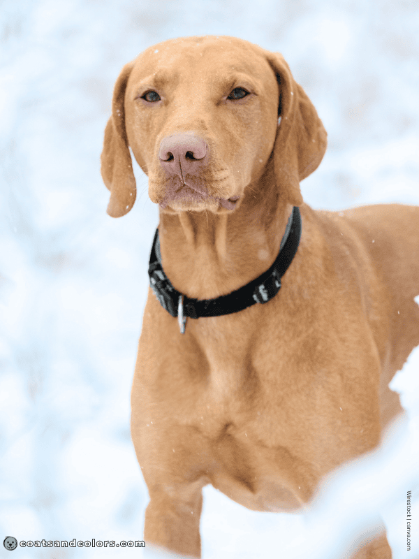 coatsandcolors.com Vizsla Colors sandy 2