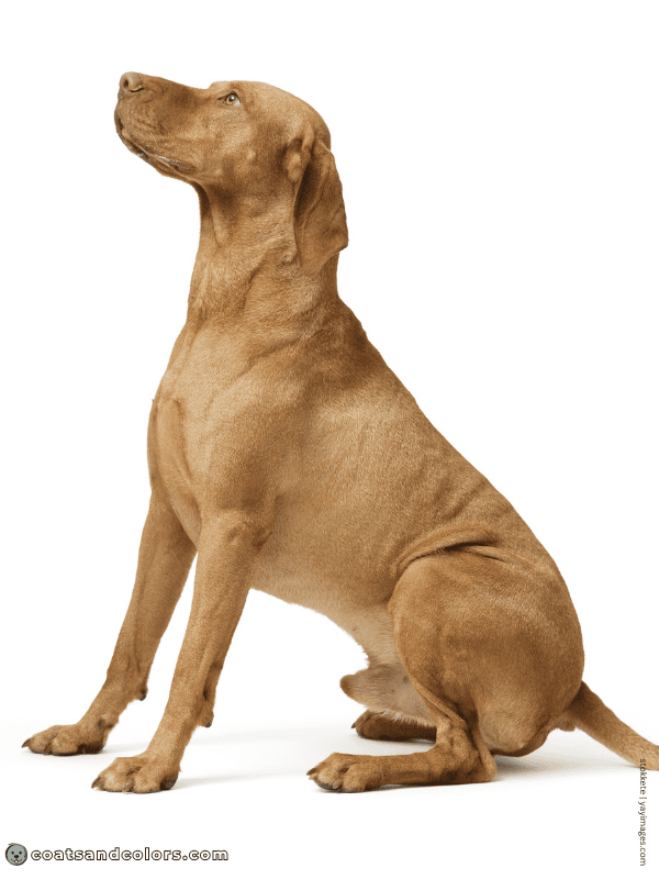 coatsandcolors.com Vizsla Colors sandy 3