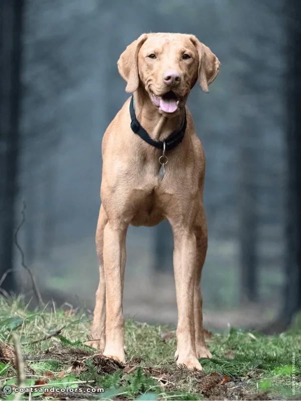 coatsandcolors.com Vizsla Colors sandy 3b