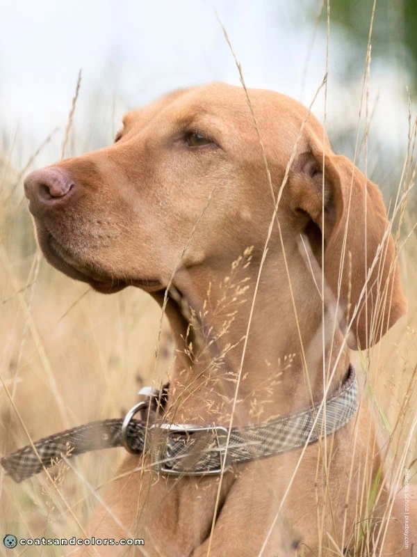 coatsandcolors.com Vizsla Colors sandy