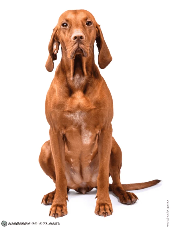 coatsandcolors.com Vizsla Colors ticking