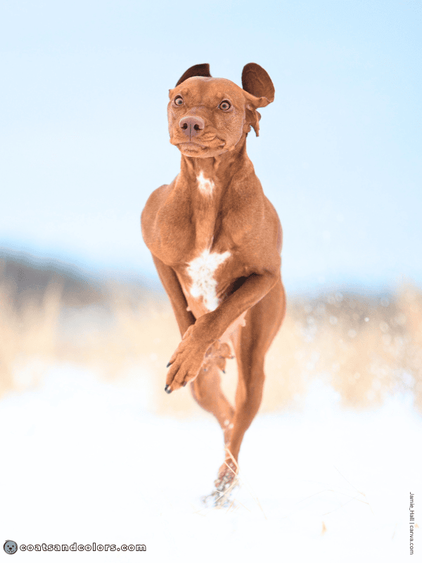 coatsandcolors.com Vizsla Colors white chest patch 3