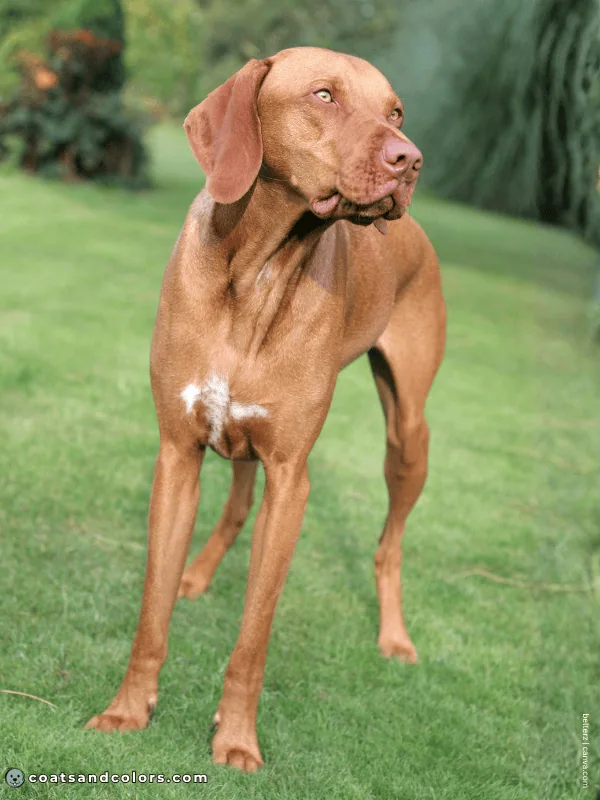 coatsandcolors.com Vizsla Colors white chest spot