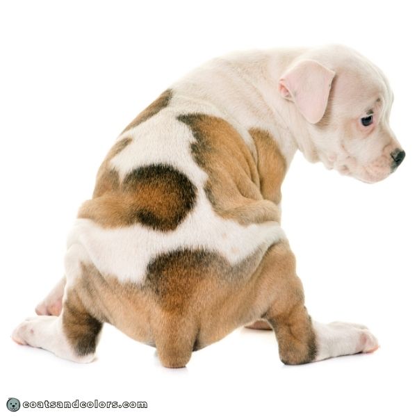 coatsandcolors.com Watermarking bully type puppy back