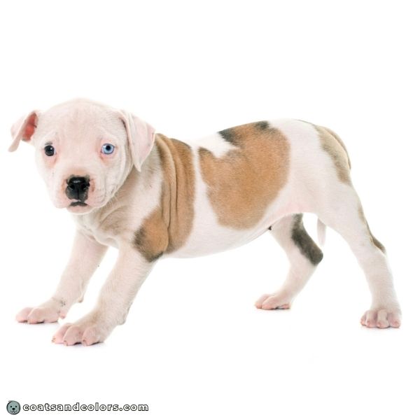coatsandcolors.com Watermarking bully type puppy