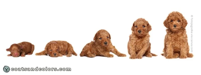 coatsandcolors.com Wavy Curly Dog Coat curly puppy coat growth
