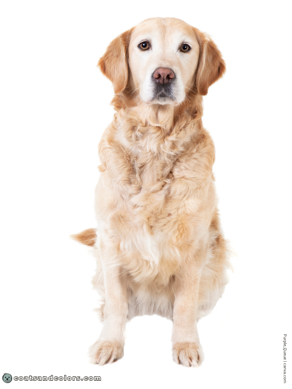 coatsandcolors.com Wavy Curly Dog Coat wavy coat Golden Retriever
