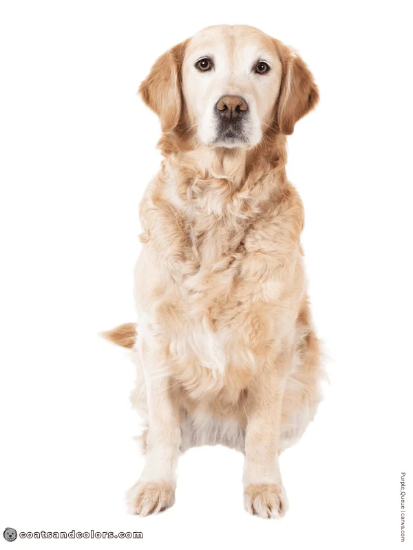 coatsandcolors.com Wavy Curly Dog Coat wavy coat Golden Retriever