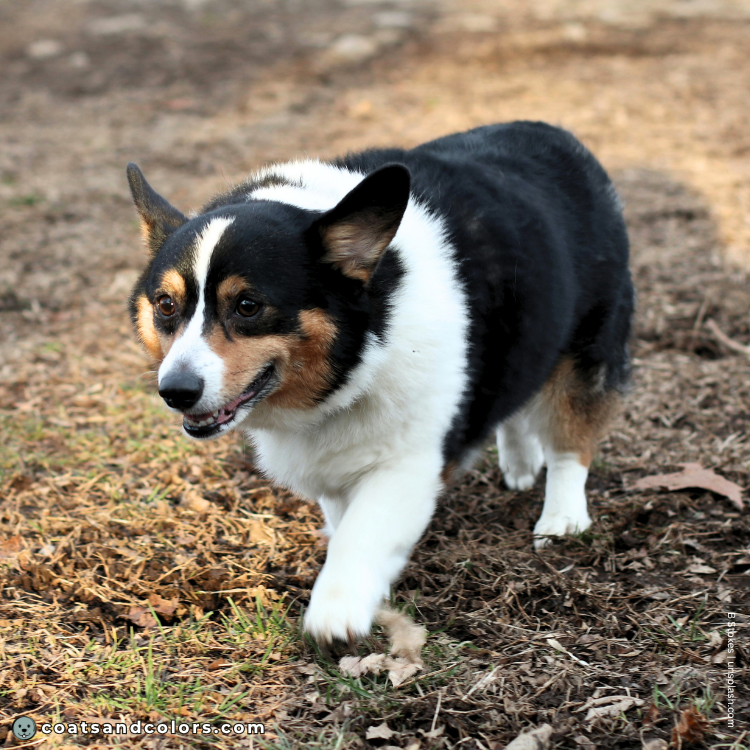 coatsandcolors.com Welsh Corgi Pembroke Colors base patterns tan point tri