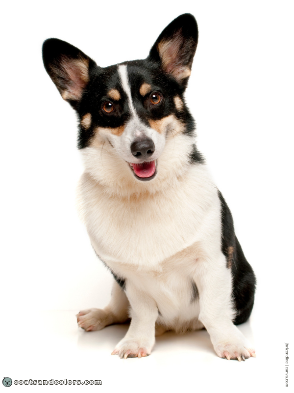 coatsandcolors.com Welsh Corgi Pembroke Colors black tri 1