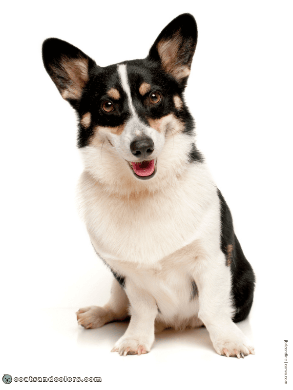 coatsandcolors.com Welsh Corgi Pembroke Colors black tri 1