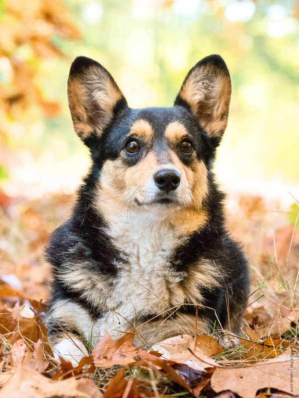 coatsandcolors.com Welsh Corgi Pembroke Colors black tri 2