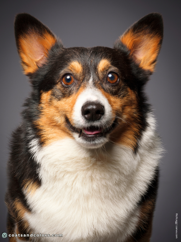 coatsandcolors.com Welsh Corgi Pembroke Colors black tri 3