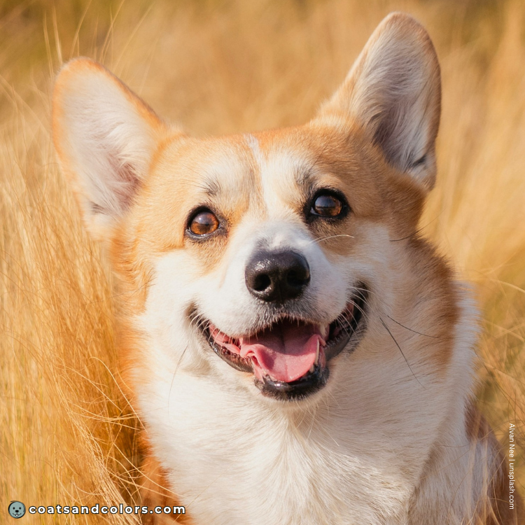 coatsandcolors.com Welsh Corgi Pembroke Colors brown eyes medium