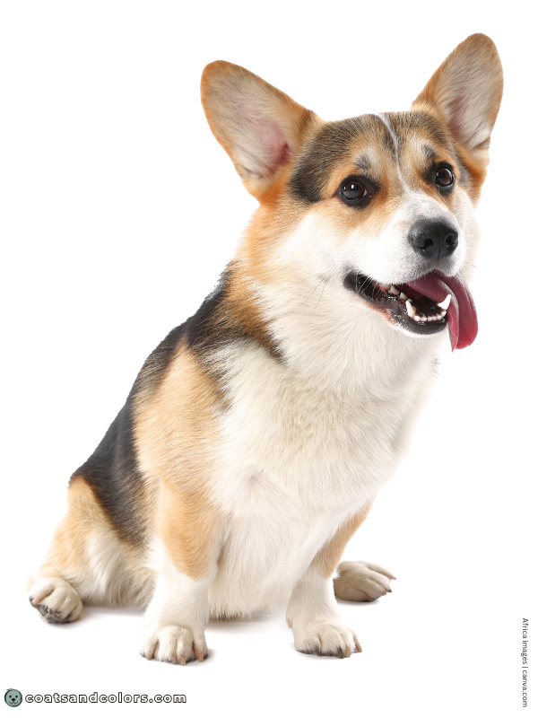 coatsandcolors.com Welsh Corgi Pembroke Colors cap 3