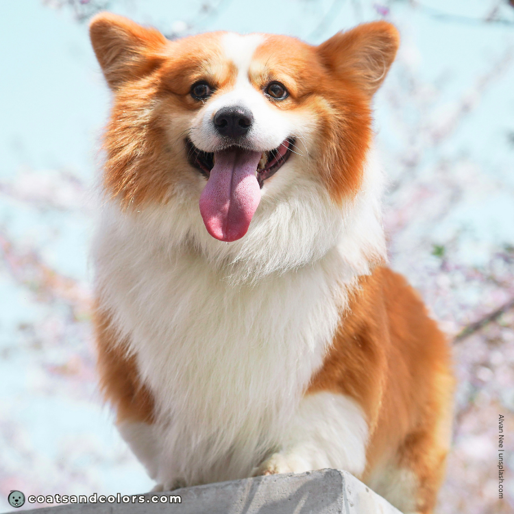 coatsandcolors.com Welsh Corgi Pembroke Colors faulty coat type fluffy