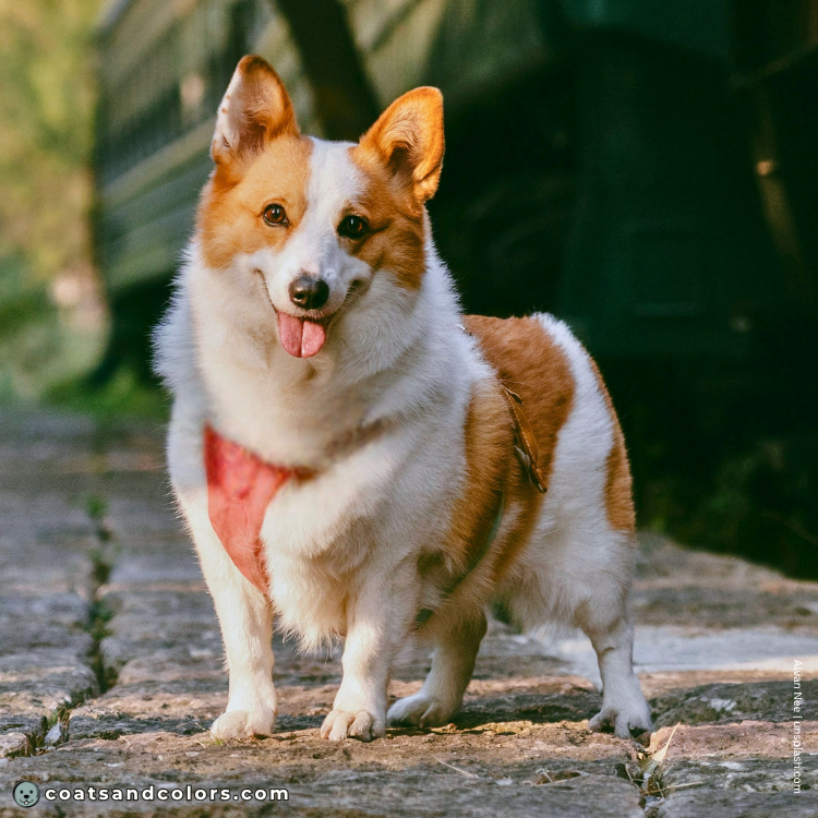 coatsandcolors.com Welsh Corgi Pembroke Colors faulty colors whitelies