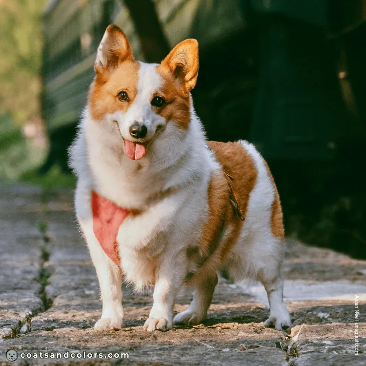 coatsandcolors.com Welsh Corgi Pembroke Colors faulty colors whitelies