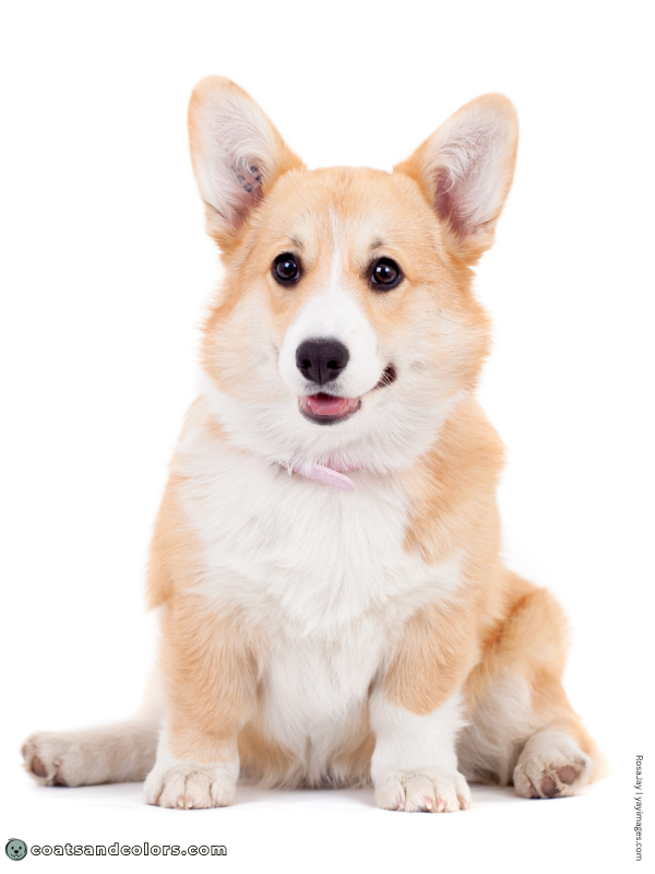 coatsandcolors.com Welsh Corgi Pembroke Colors fawn 3