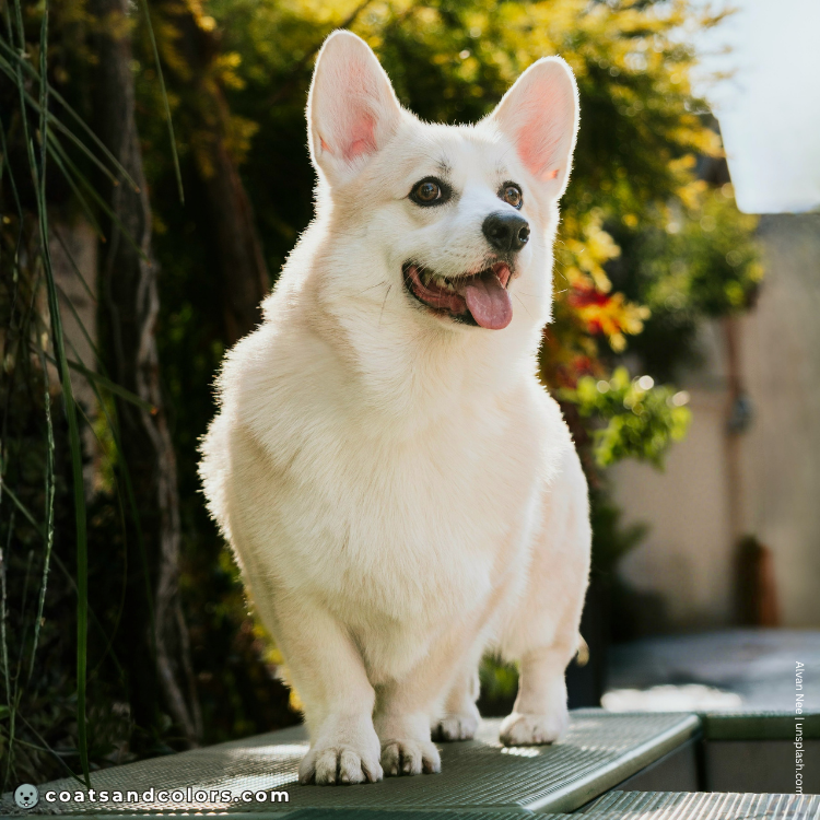 coatsandcolors.com Welsh Corgi Pembroke Colors intensity low