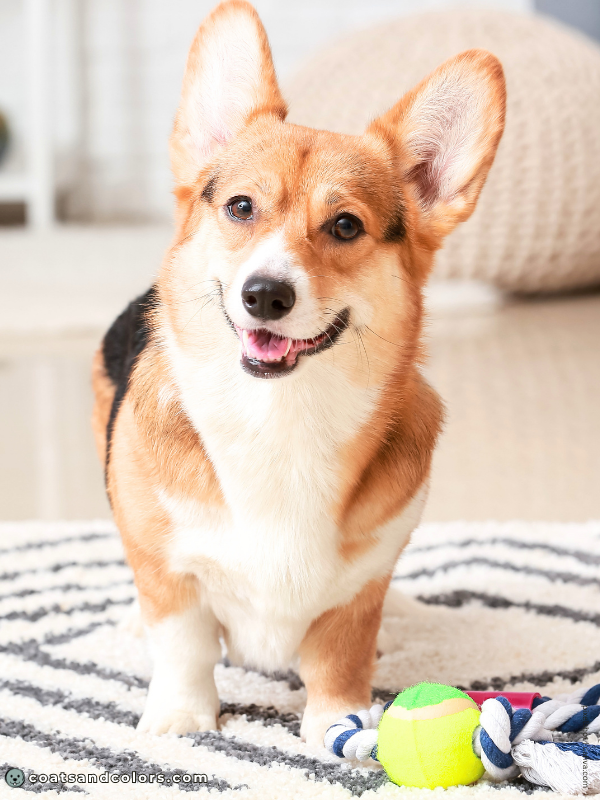 coatsandcolors.com Welsh Corgi Pembroke Colors red headed tri 3