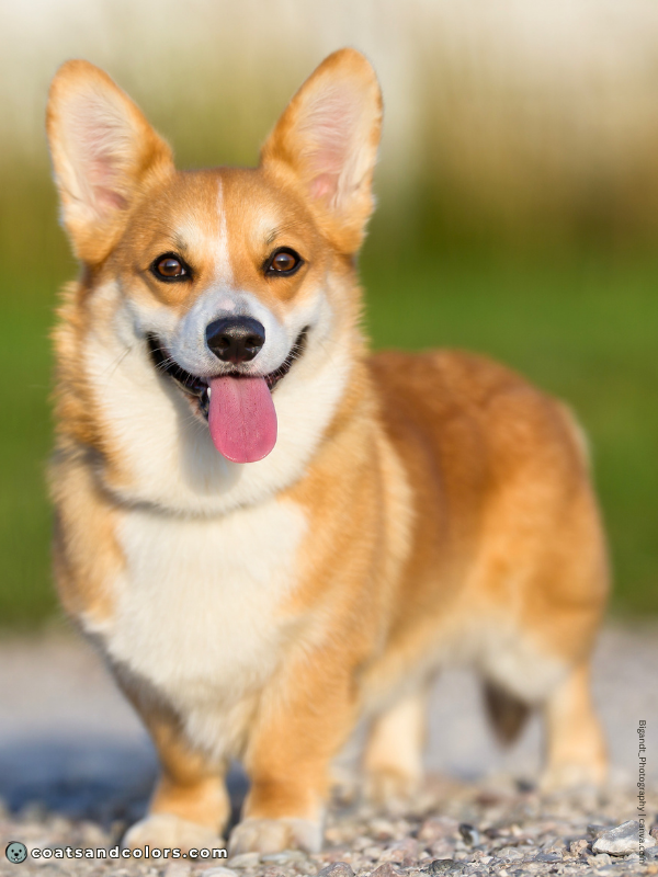 coatsandcolors.com Welsh Corgi Pembroke Colors red white 2