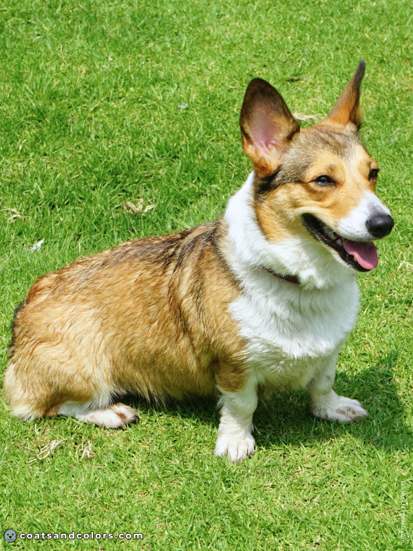 coatsandcolors.com Welsh Corgi Pembroke Colors sable 2