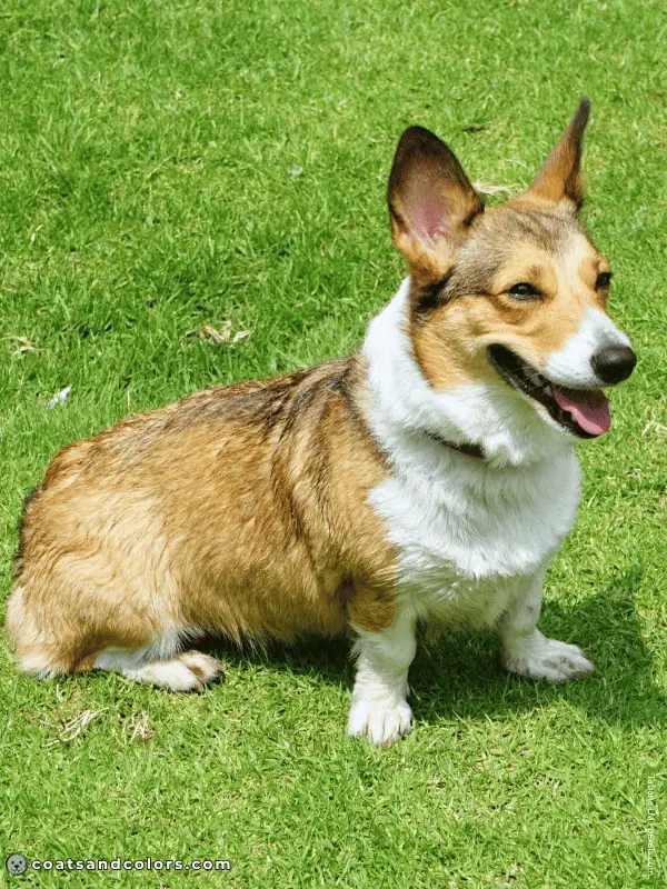coatsandcolors.com Welsh Corgi Pembroke Colors sable 2