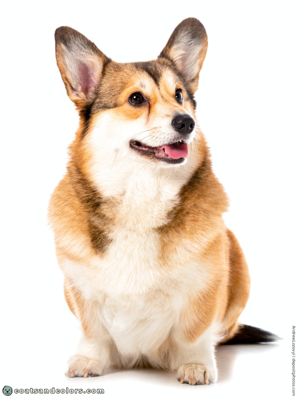 coatsandcolors.com Welsh Corgi Pembroke Colors sable 3