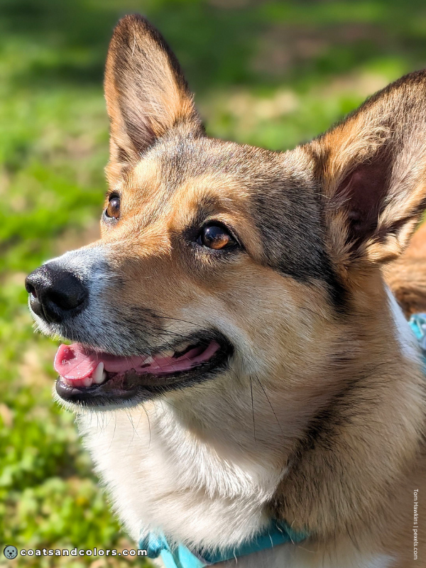 coatsandcolors.com Welsh Corgi Pembroke Colors sable 4