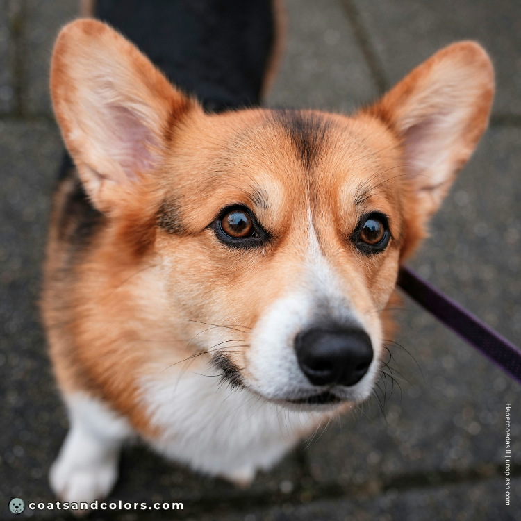 coatsandcolors.com Welsh Corgi Pembroke Colors saddle black cap minimal