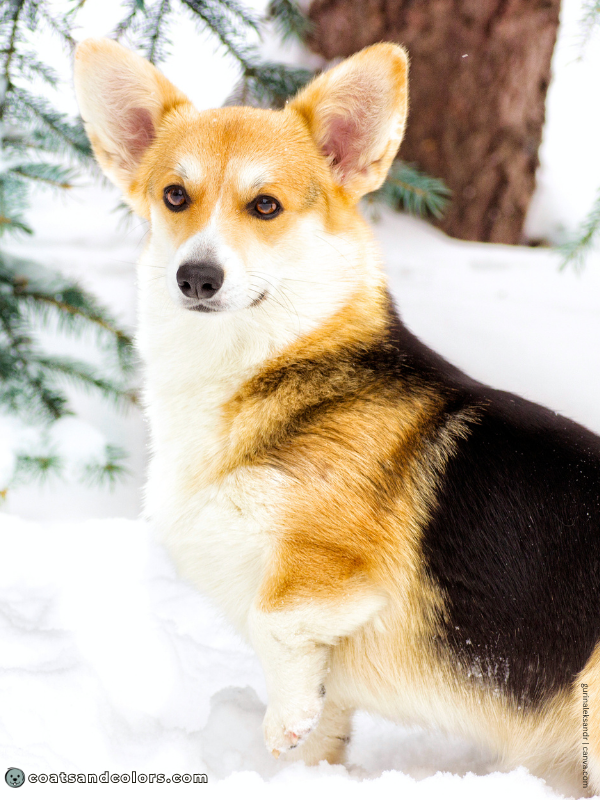 coatsandcolors.com Welsh Corgi Pembroke Colors saddle countershading