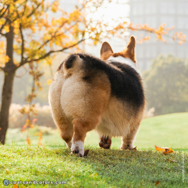 coatsandcolors.com Welsh Corgi Pembroke Colors saddle markings rear