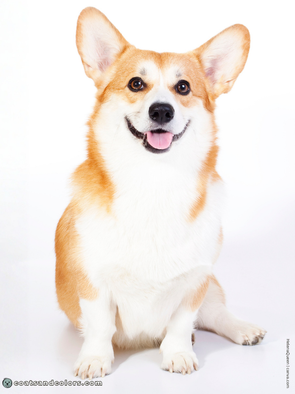 coatsandcolors.com Welsh Corgi Pembroke Colors urajiro 1