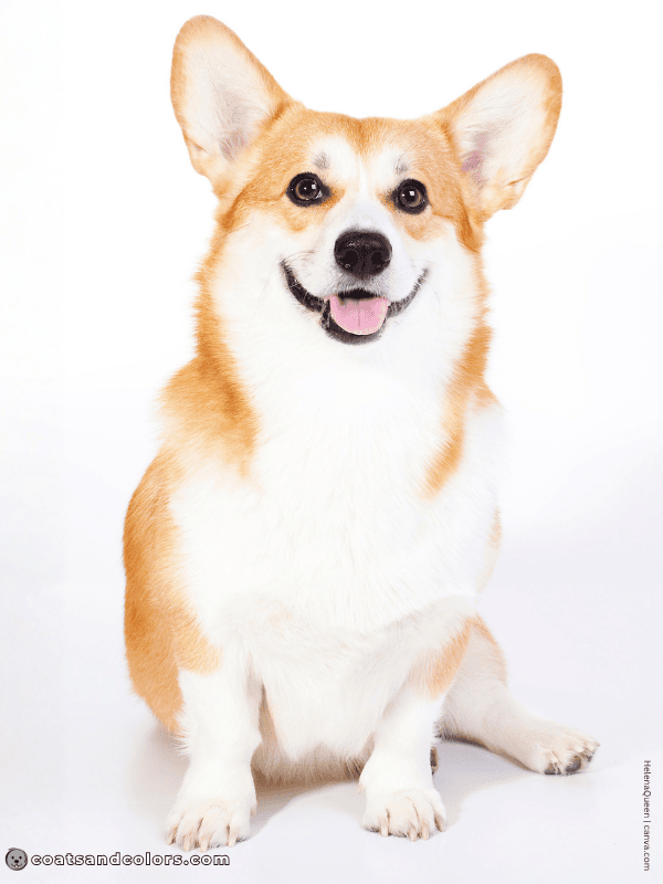 coatsandcolors.com Welsh Corgi Pembroke Colors urajiro 1
