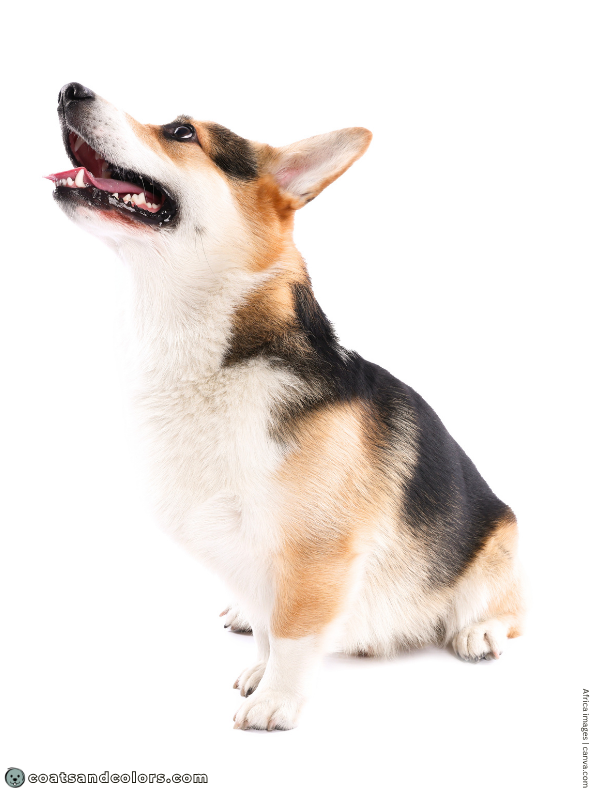 coatsandcolors.com Welsh Corgi Pembroke Colors urajiro 3