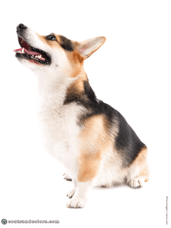 coatsandcolors.com Welsh Corgi Pembroke Colors urajiro 3