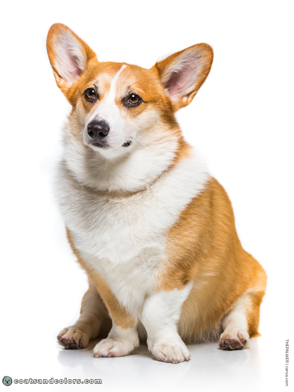 coatsandcolors.com Welsh Corgi Pembroke Colors white markings 1
