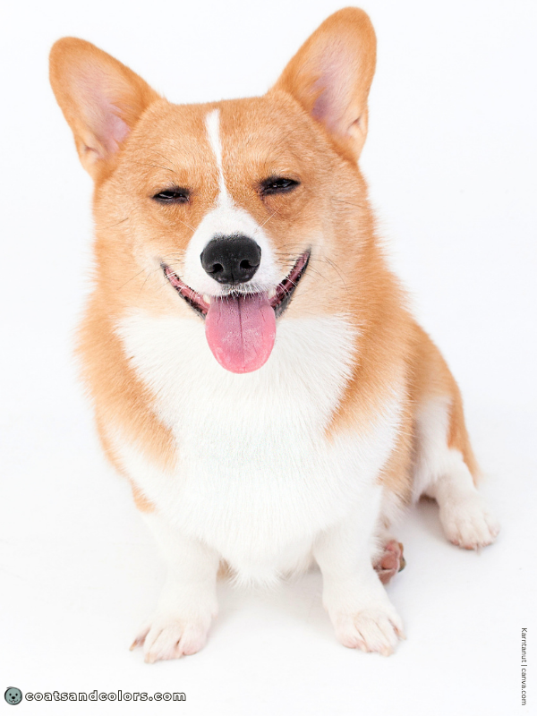 coatsandcolors.com Welsh Corgi Pembroke Colors white markings 2