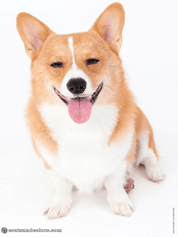 coatsandcolors.com Welsh Corgi Pembroke Colors white markings 2