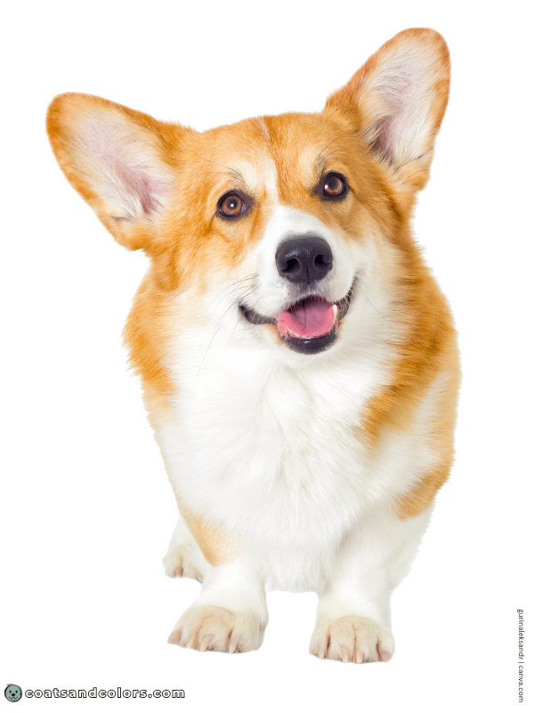 coatsandcolors.com Welsh Corgi Pembroke Colors white markings 3