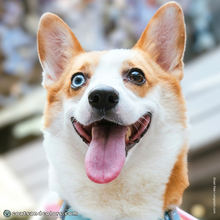 coatsandcolors.com Welsh Corgi Pembroke Colors wide blaze blue eye